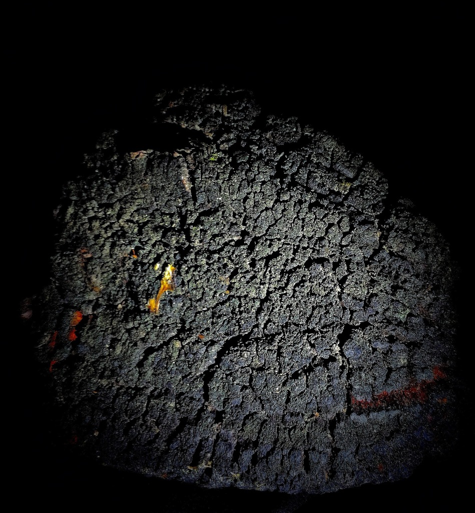 Indian paint fungus reference