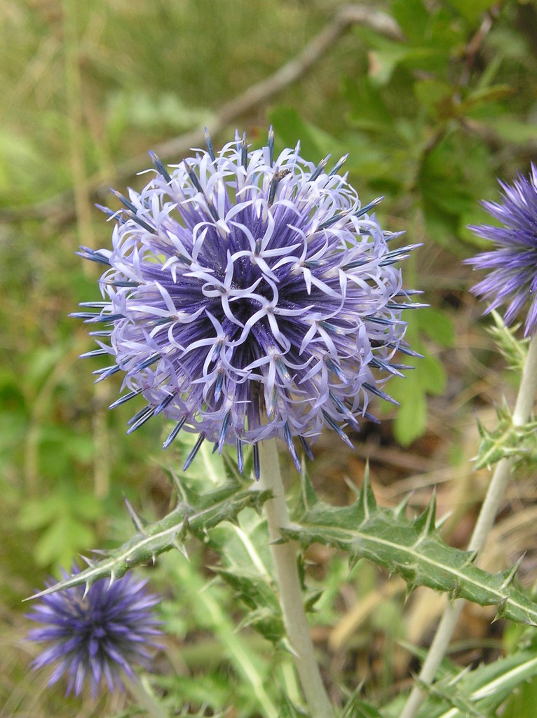 southern globe thistle reference