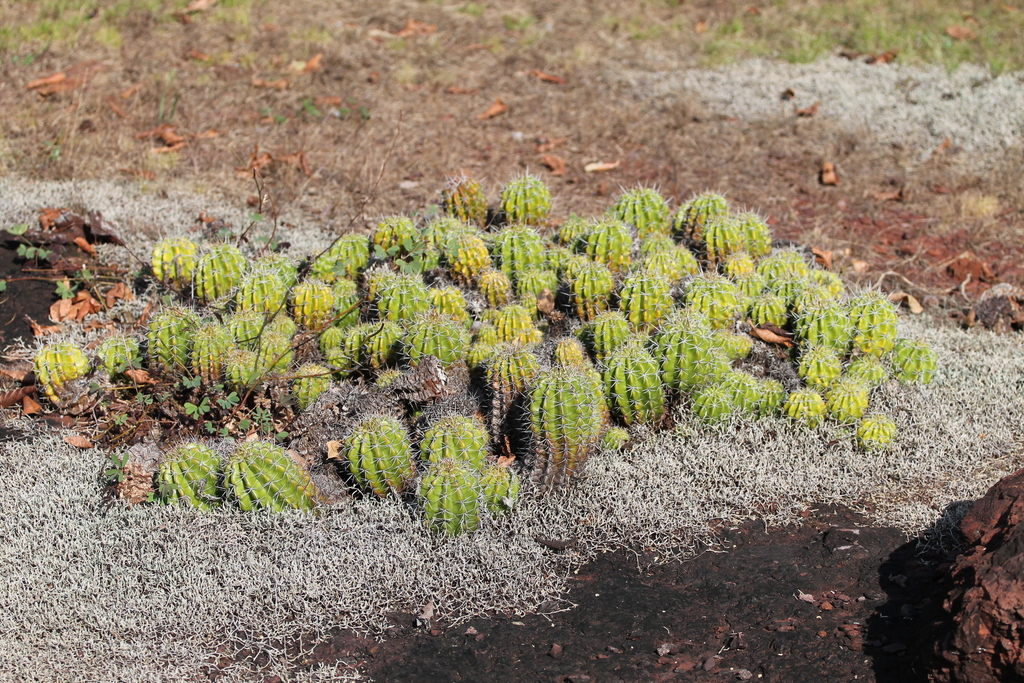 Echinopsis calochlora reference