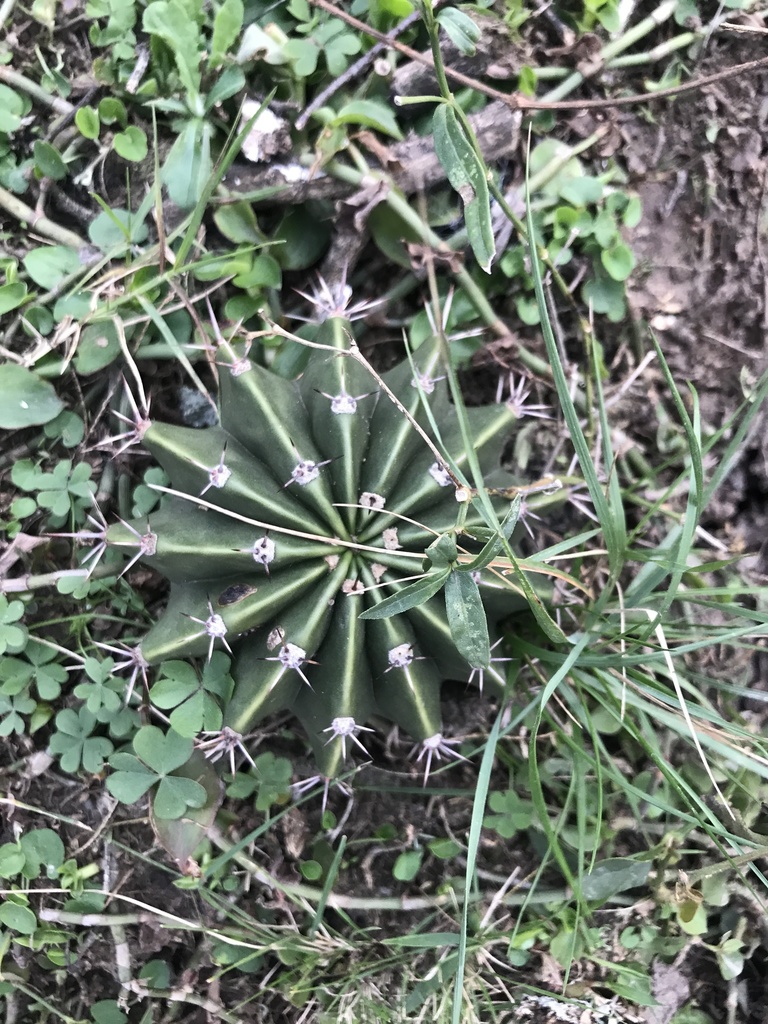 Easter Lily Cactus reference