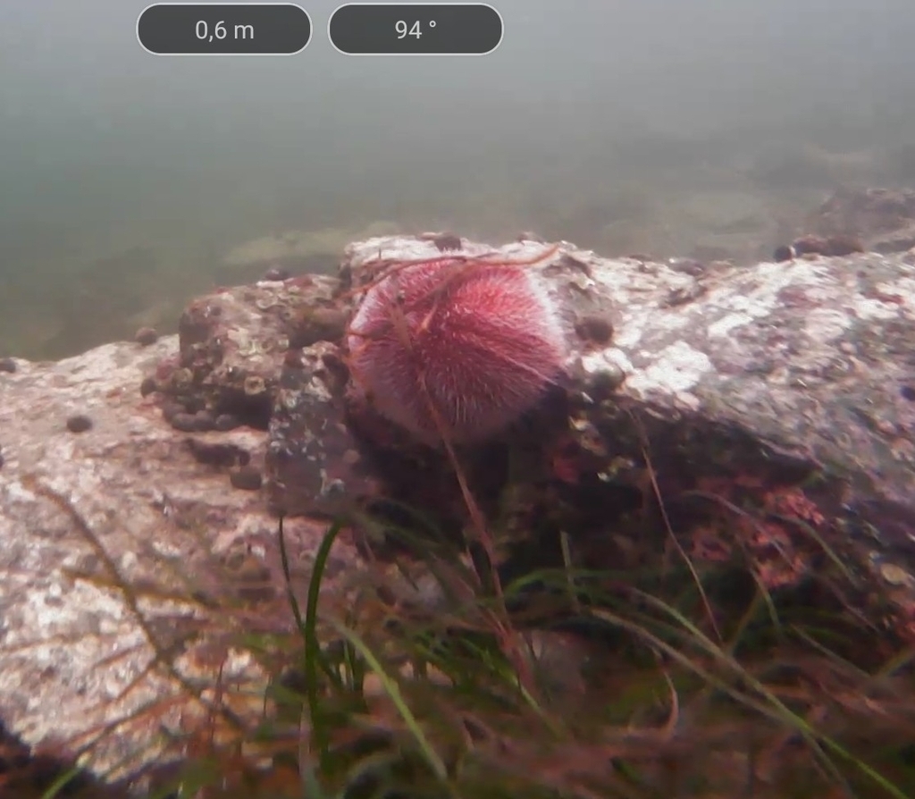 European Edible Urchin reference