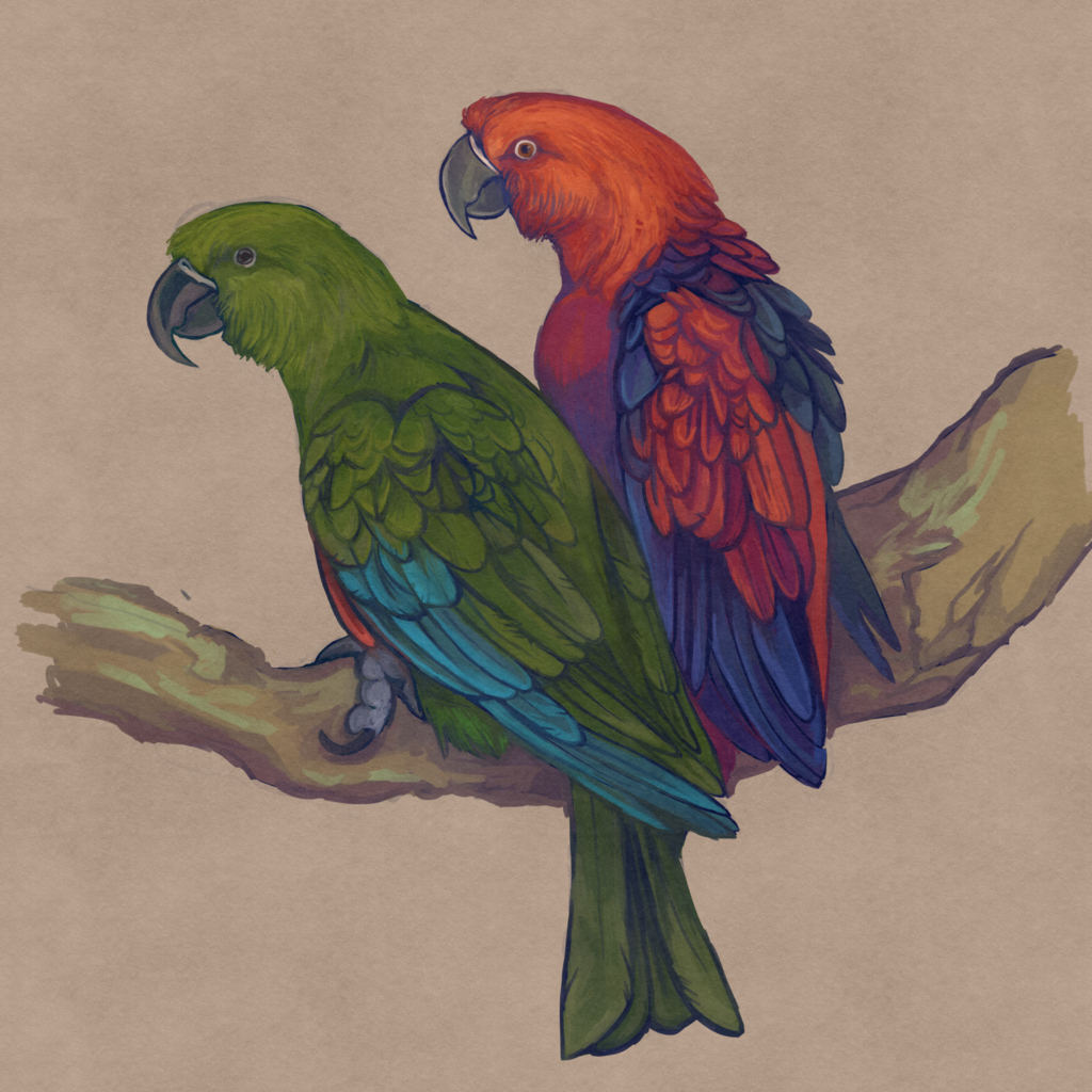 Oceanic Eclectus reference