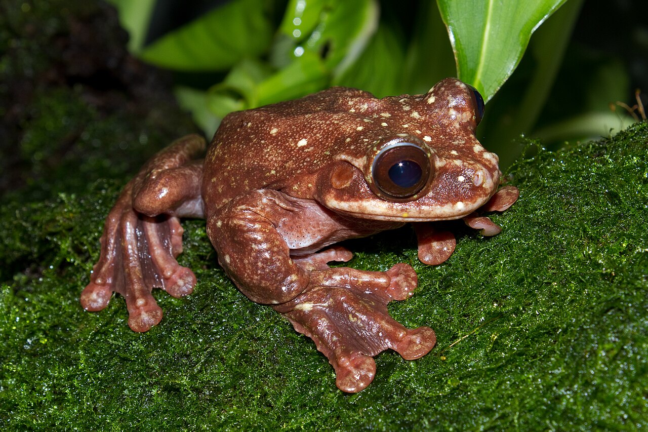 Rabbs' Fringe-limbed Treefrog reference