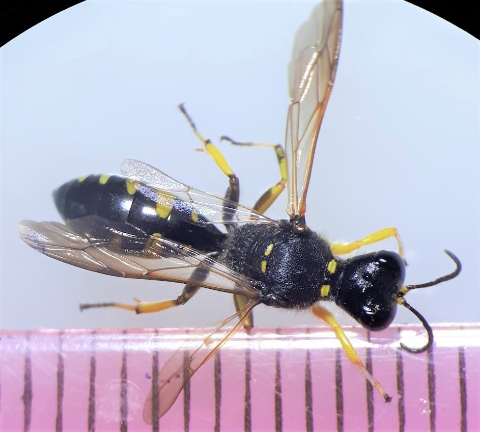 Ectemnius maculosus reference