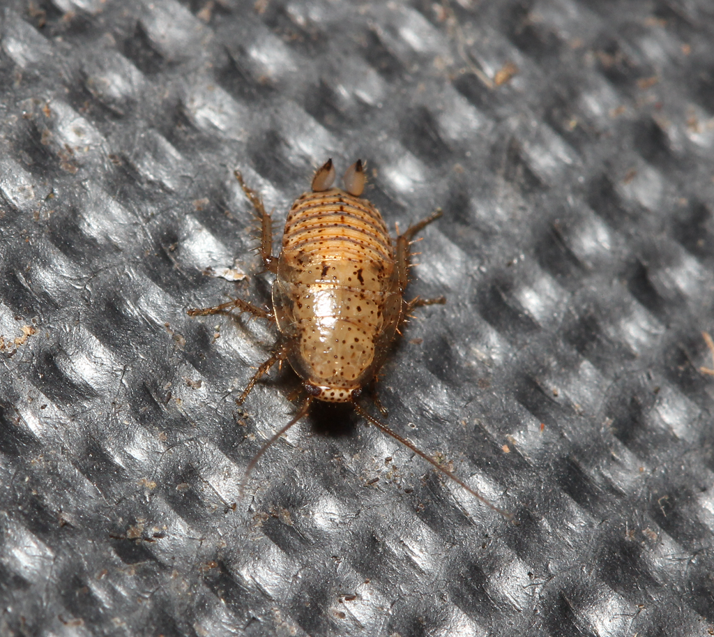 Tawny Cockroach reference