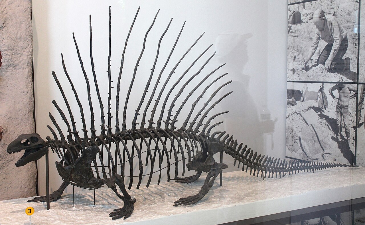 Edaphosaurus pogonias reference