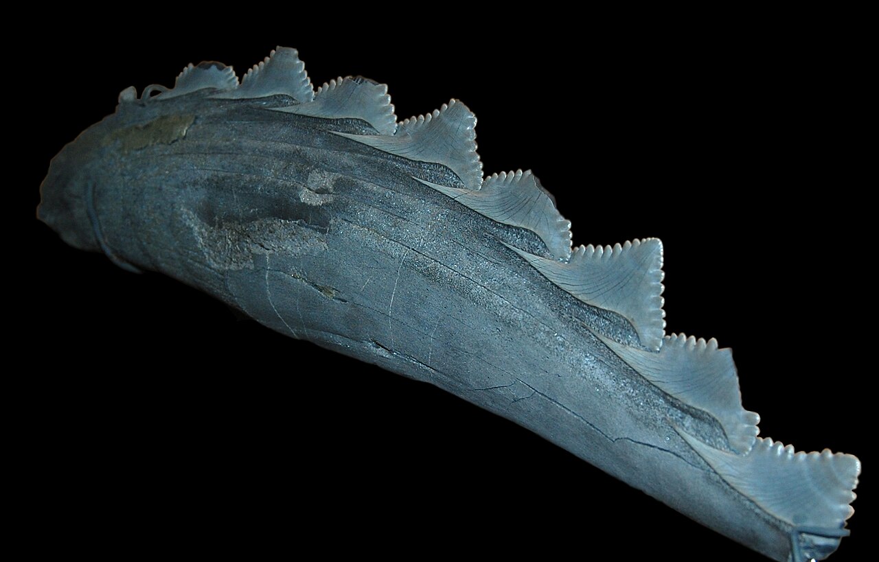 Edestus giganteus reference