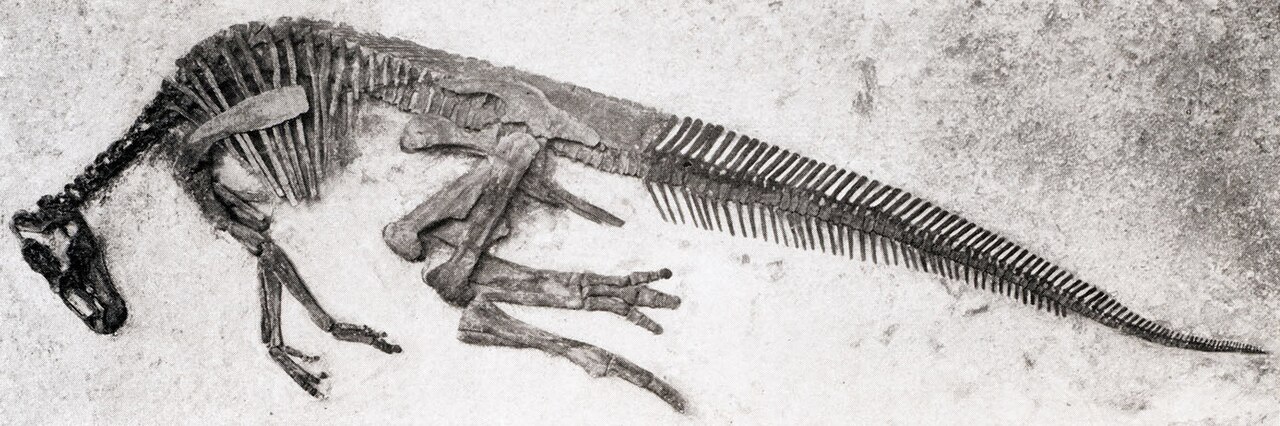 Edmontosaurus regalis reference
