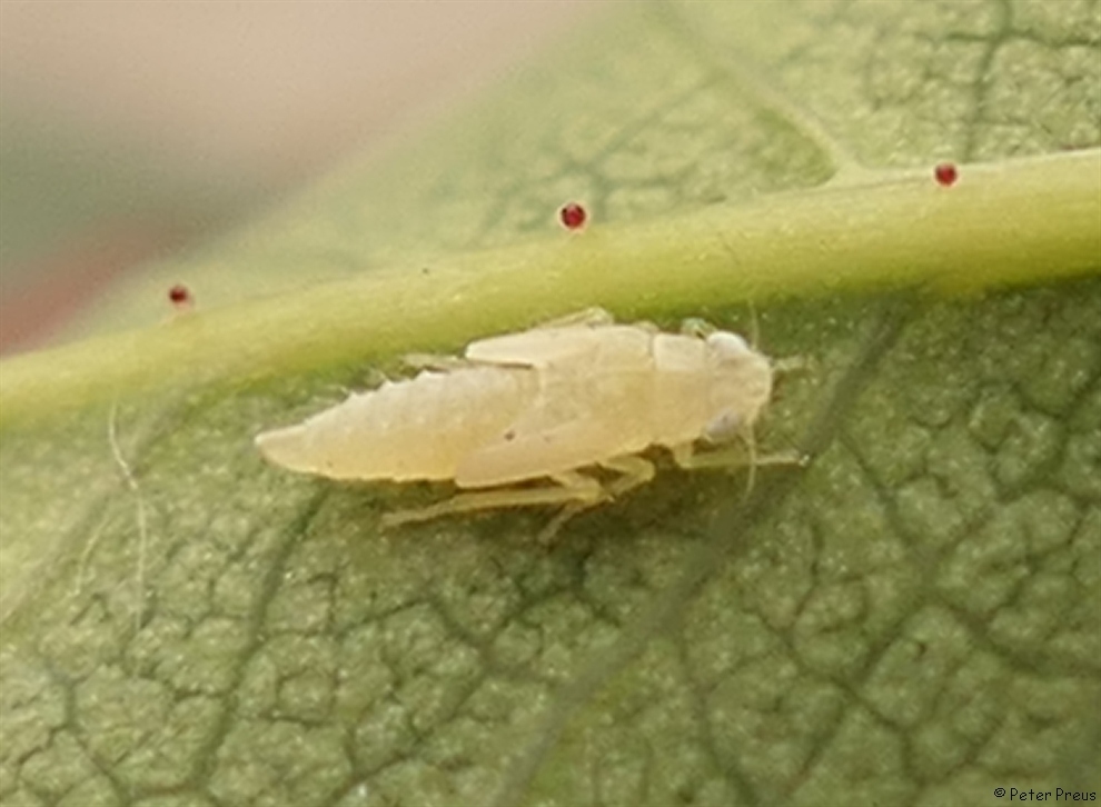 Rose Leafhopper reference