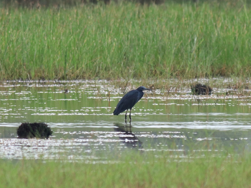 Black Heron reference