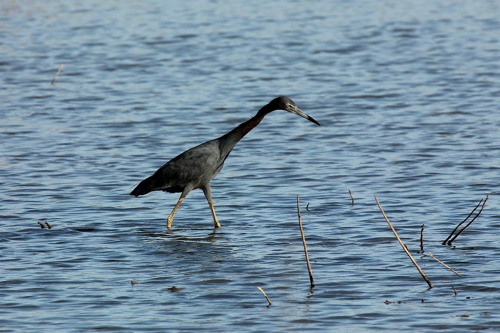 Little Blue Heron reference
