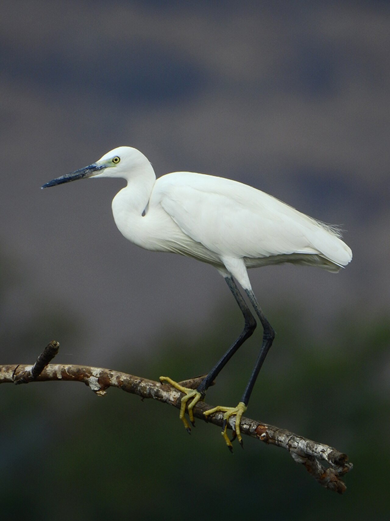 Little Egret reference