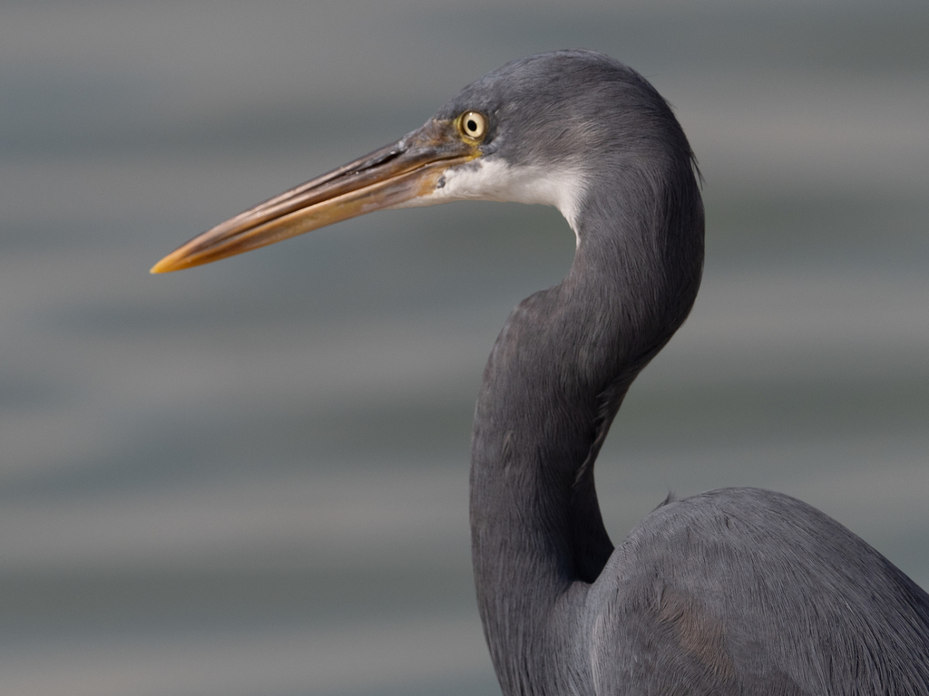 Western Reef Heron reference