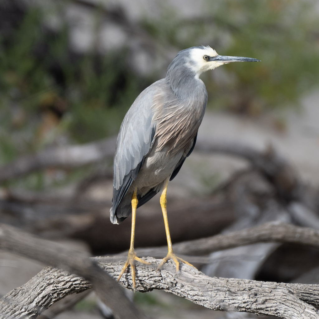 White-faced Heron reference