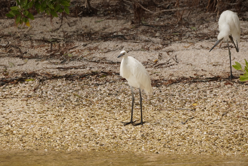 Reddish Egret reference