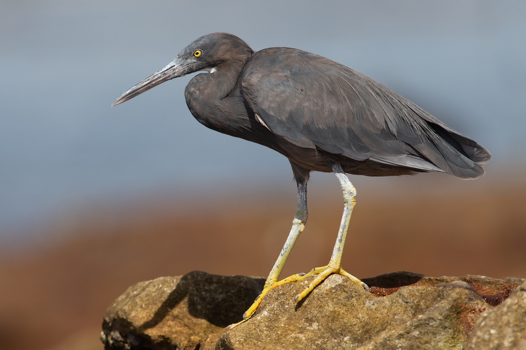 Pacific Reef Heron reference