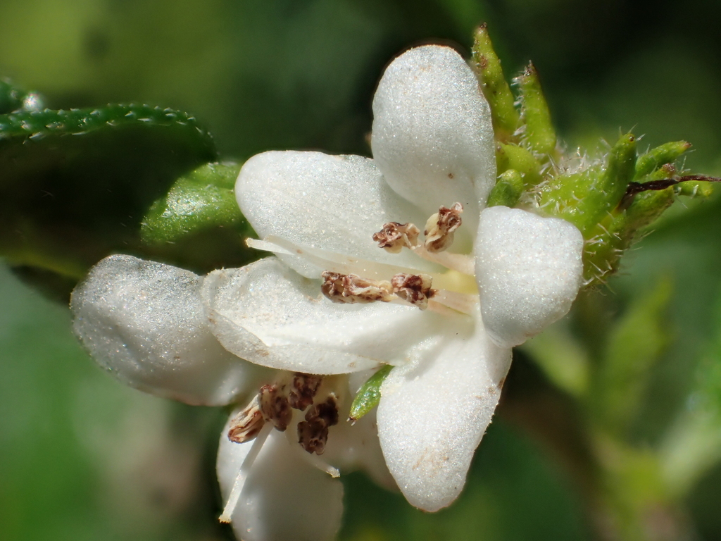 Fukien tea tree reference