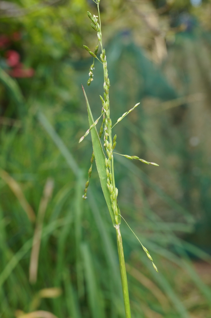 Panic Veldtgrass reference