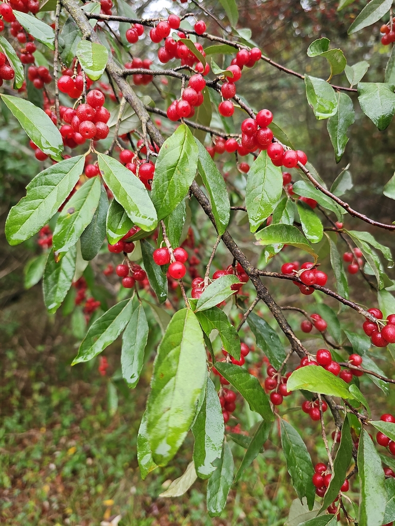 autumn olive reference