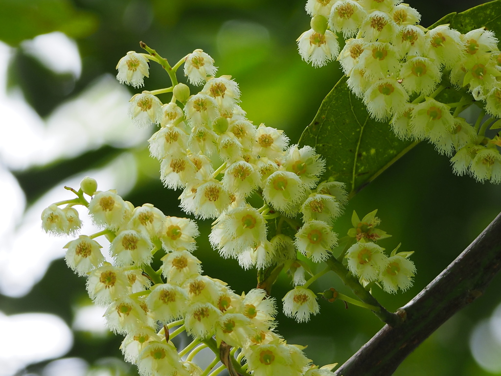 Ceylon olive reference