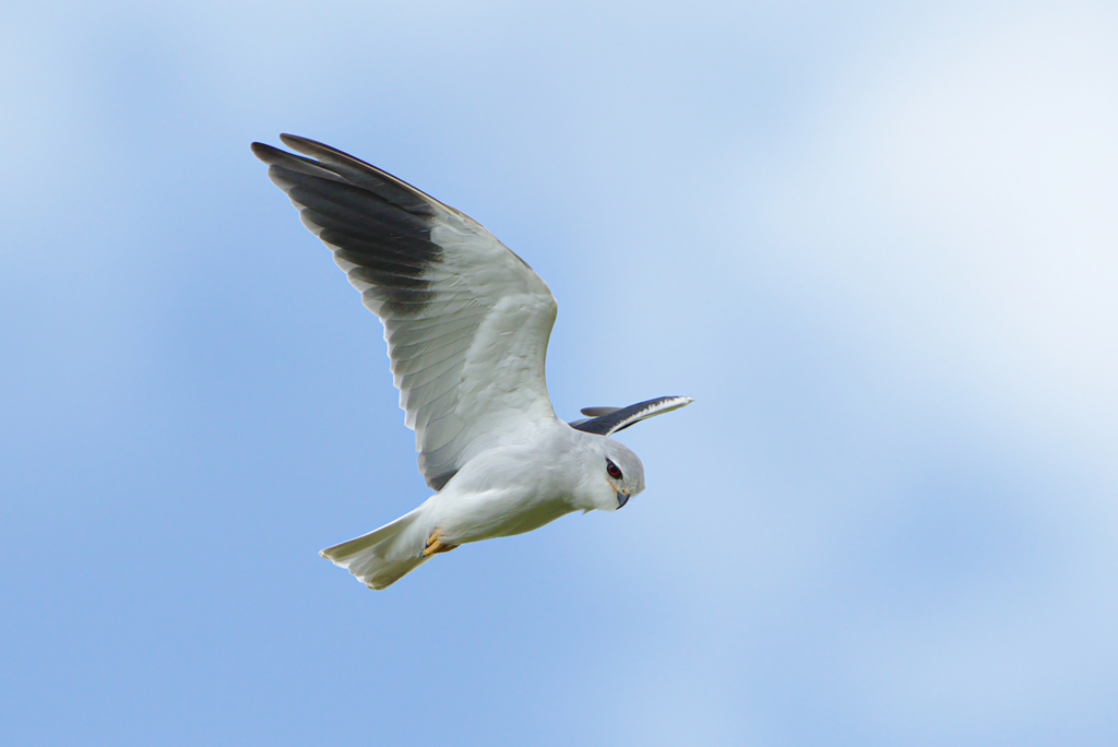 Black-winged Kite reference