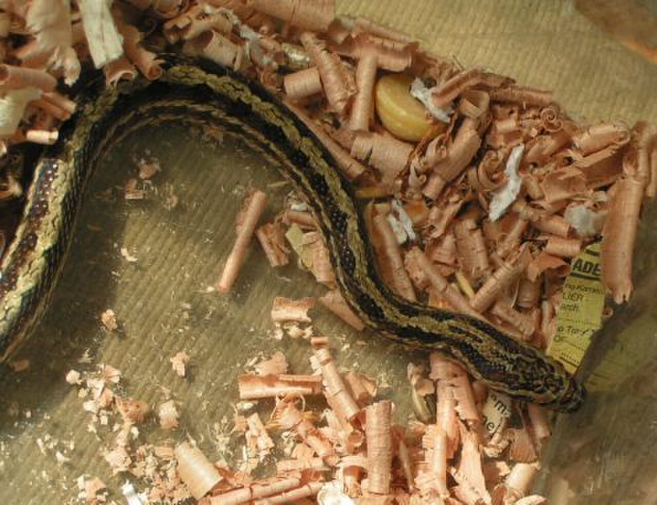 Twin-spotted Ratsnake reference