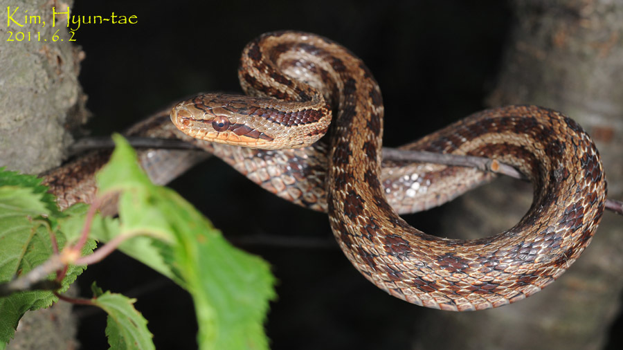 Steppe Ratsnake reference