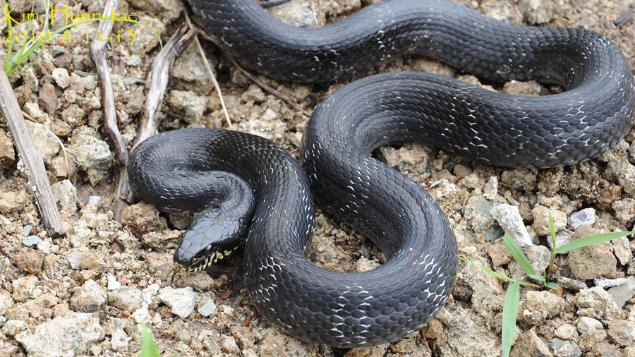 Amur Rat Snake reference