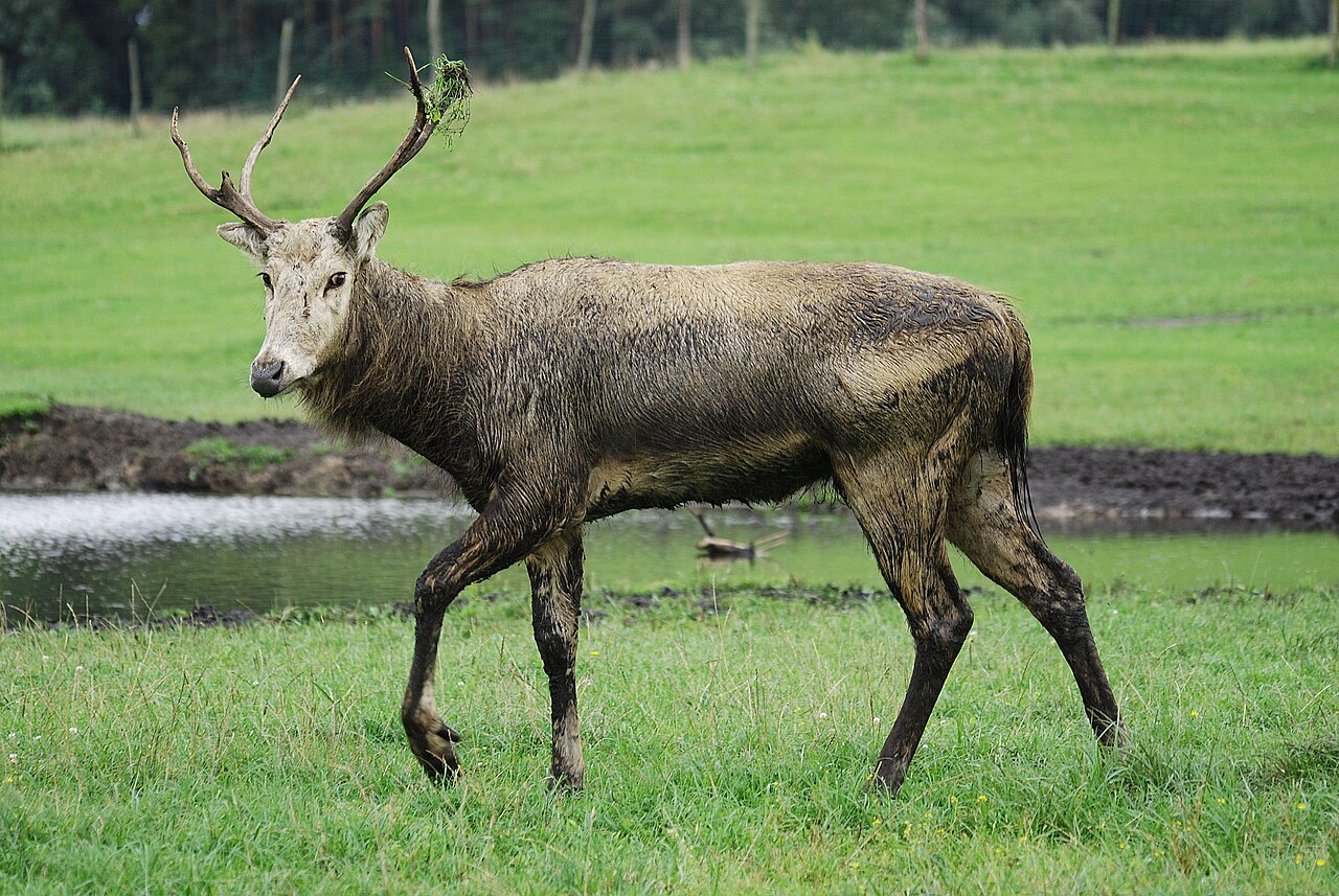 Pere David's Deer reference