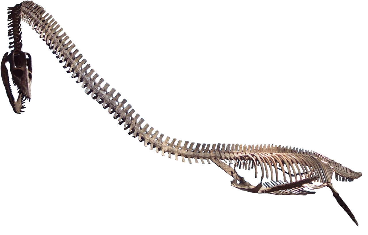 Elasmosaurus platyurus reference