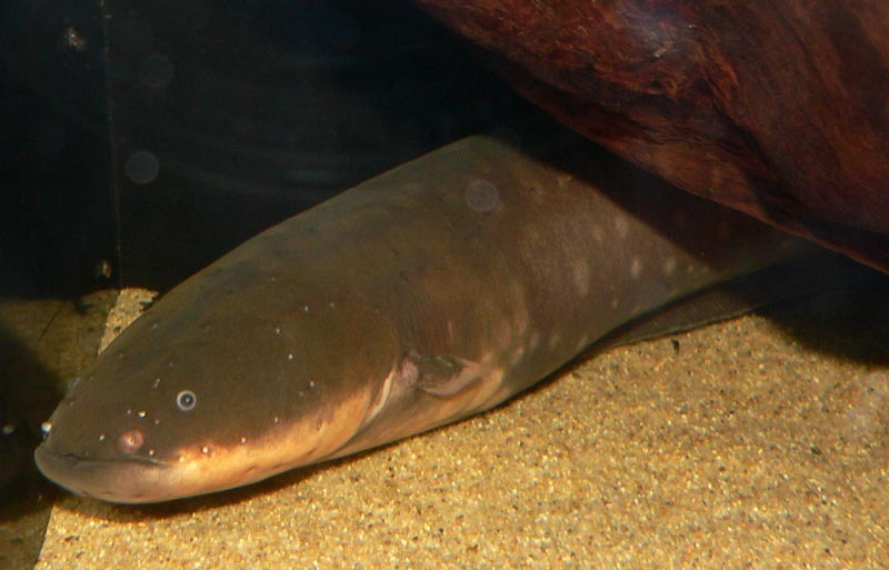 Electric Eel reference