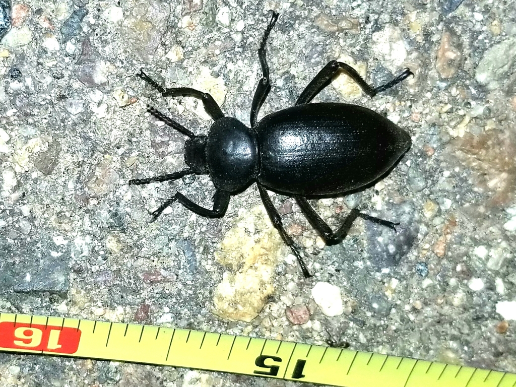 Eleodes acuticauda reference