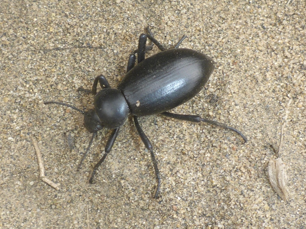 Dentate Stink Beetle reference