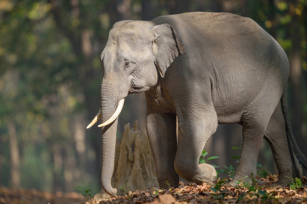 Indian Elephant reference