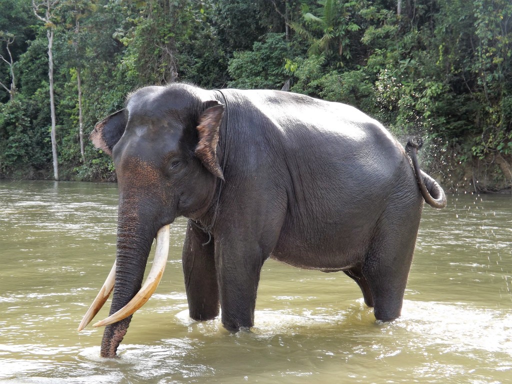 Sumatran Elephant reference