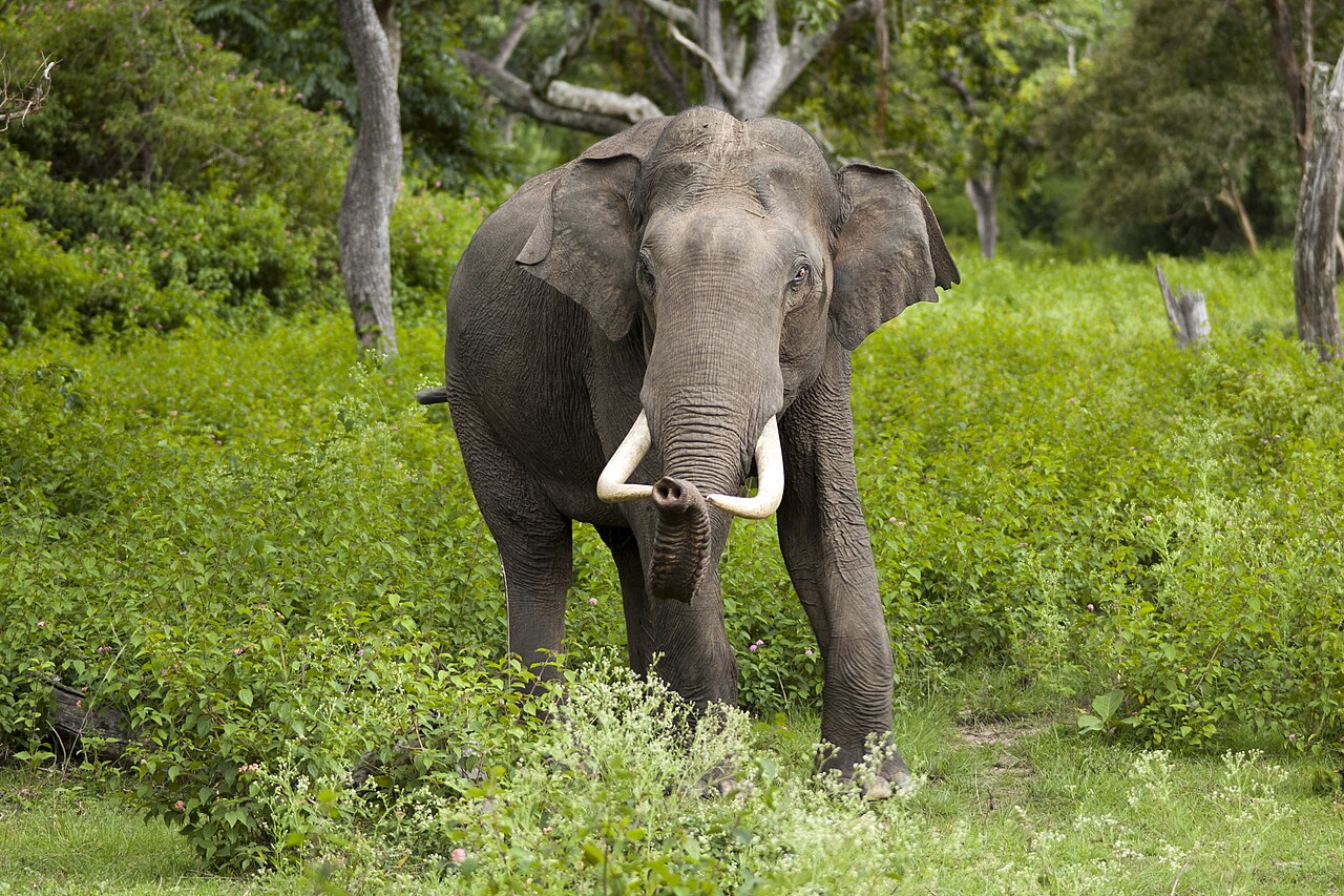 Asian Elephant reference