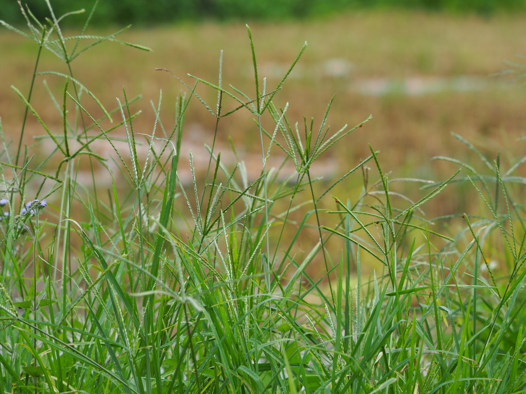 Eleusine indica reference