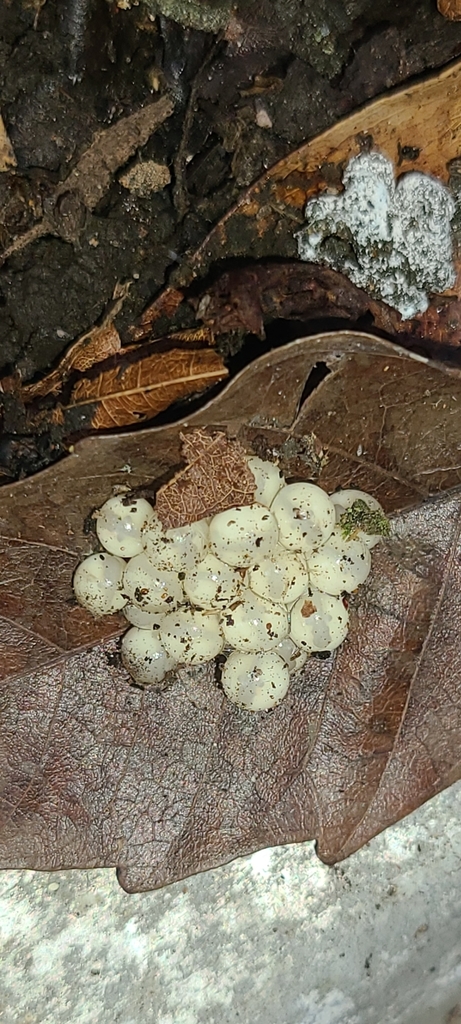 Common Coquí reference
