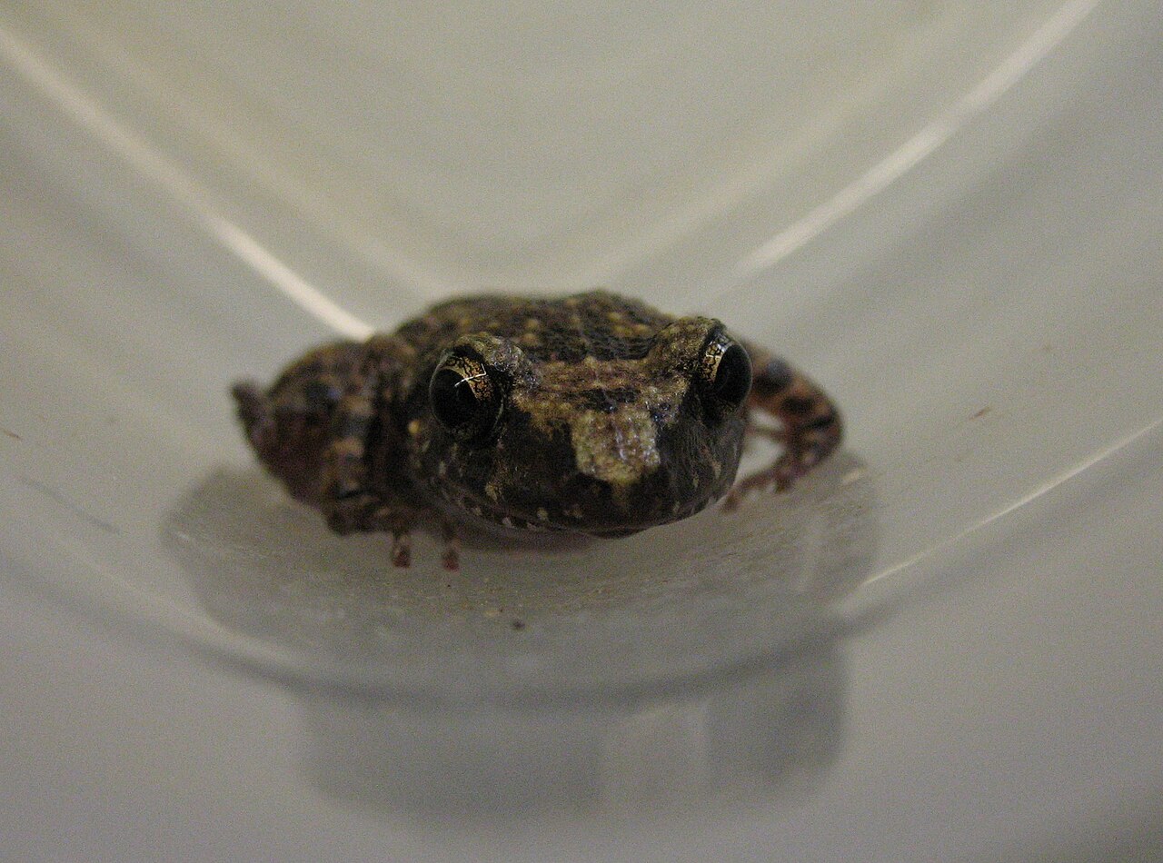 Rio Grande Chirping Frog reference
