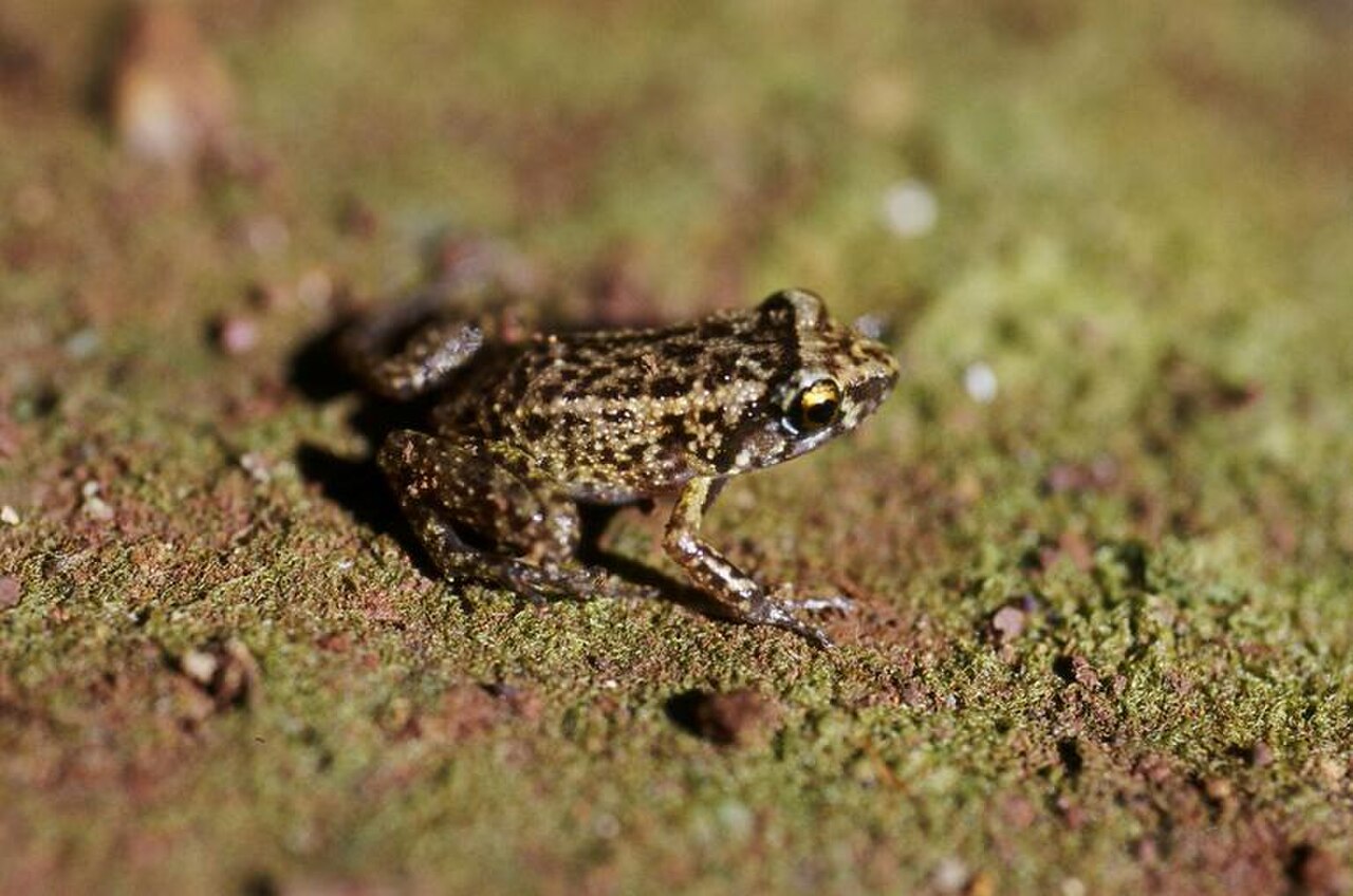 Greenhouse Frog reference