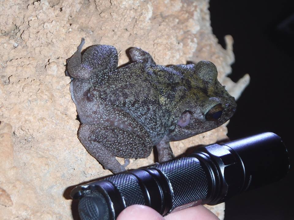 Zeus' Robber Frog reference