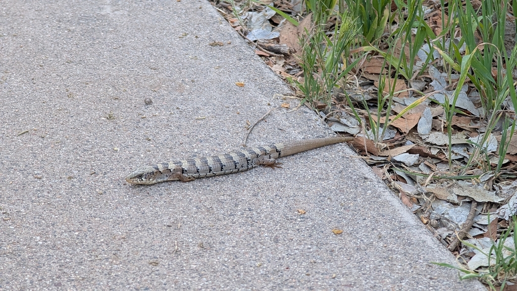 Madrean Alligator Lizard reference