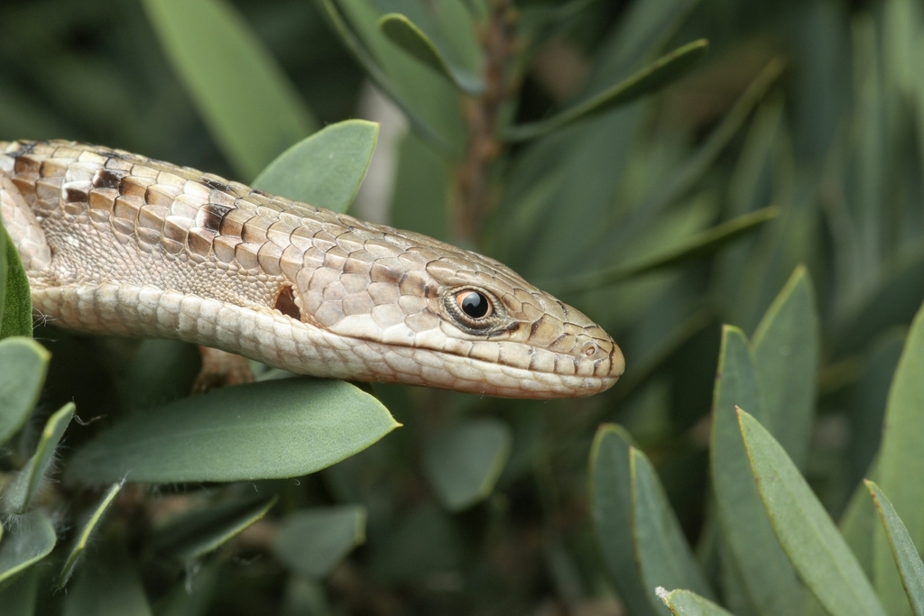 Elgaria multicarinata webbii reference