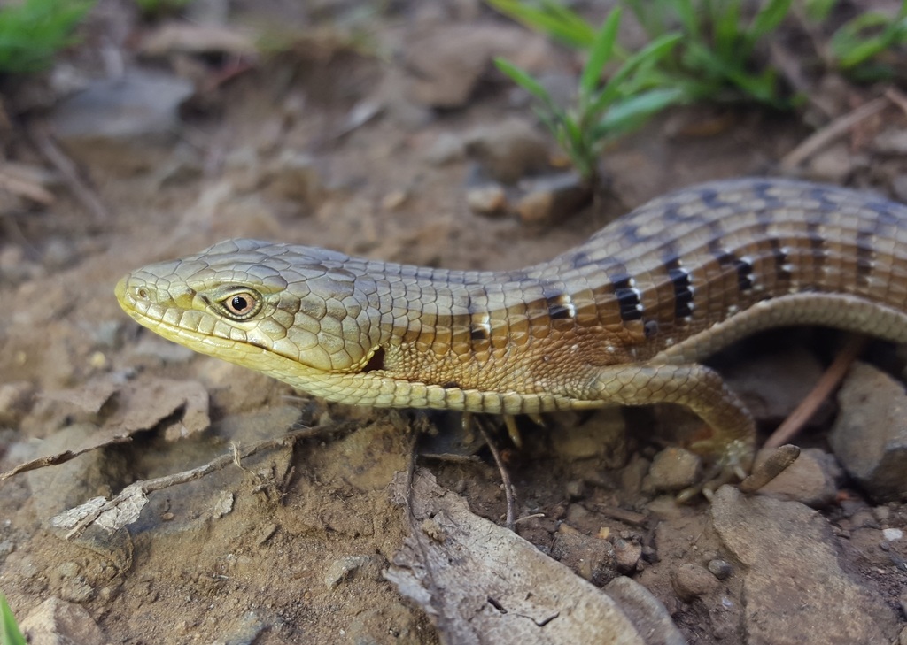 Southern Alligator Lizard reference