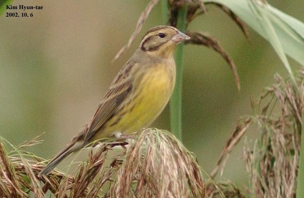 Yellow-breasted Bunting reference