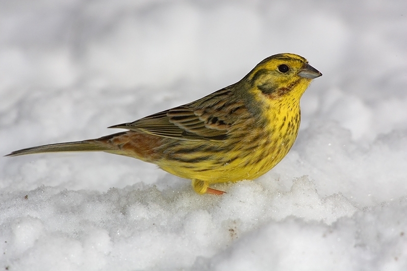 Yellowhammer reference