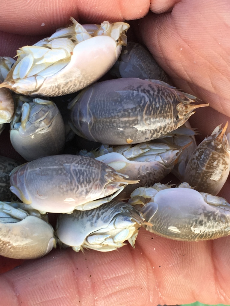 Atlantic Sand Crab reference