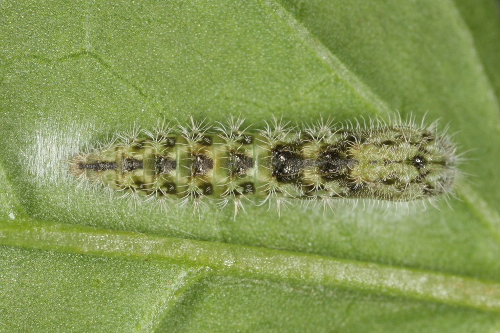 Morning-glory Plume Moth reference