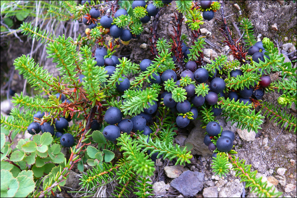 black crowberry reference