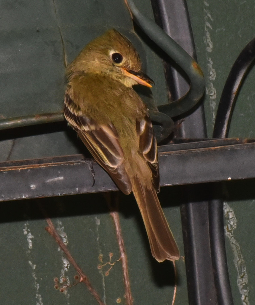 Western Flycatcher reference